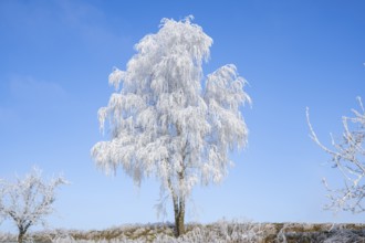 Silver birch (Betula pendula) standing on a meadow with hoarfrost on the branches in front of blue