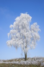 Silver birch (Betula pendula) standing on a meadow with hoarfrost on the branches in front of blue