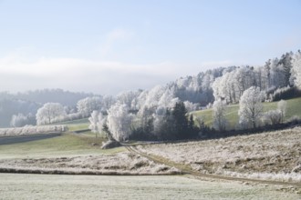 Landscape of trees, bushes and meadows with hoarfrost on the branches in front of blue sky at
