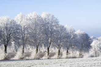 Silver lime trees (Tilia tomentosa) with hoarfrost on the branches standing on a meadow on a sunny