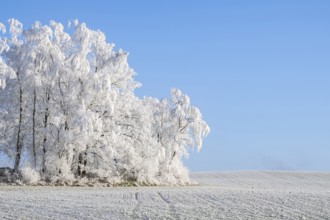 Trees with hoarfrost on the branches standing on a meadow on a sunny day with blue sky in the