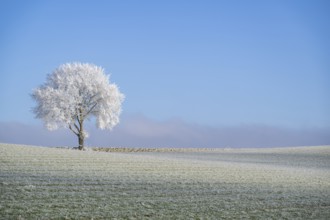 Silver lime tree (Tilia tomentosa) with hoarfrost on the branches standing on a meadow on a sunny