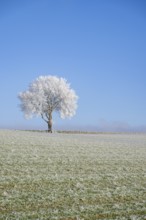 Silver lime tree (Tilia tomentosa) with hoarfrost on the branches standing on a meadow on a sunny