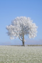 Silver lime tree (Tilia tomentosa) with hoarfrost on the branches standing on a meadow on a sunny