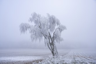 Silver birch (Betula pendula) with a raised hide in a meadow with hoarfrost on the branches in
