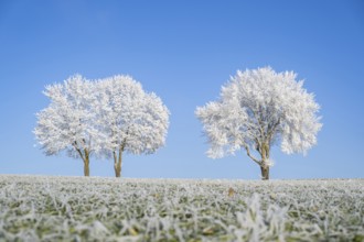 Silver lime trees (Tilia tomentosa) with hoarfrost on the branches standing on a meadow on a sunny