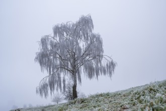 Silver birch (Betula pendula) standing on a meadow with hoarfrost on the branches in winter,