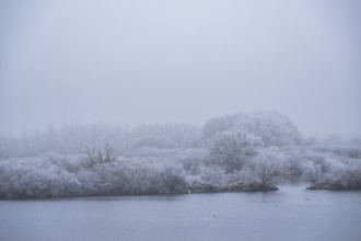 Great egret (Ardea alba) hunting in front of bushes growing beside danubia river with hoarfrost on