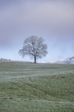 English oak (Quercus robur) tree with hoarfrost on the branches on a meadow in winter, Bavaria,