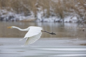 Great White Egret (Egretta alba) Germany