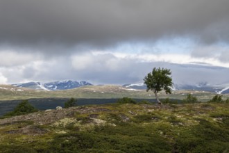 Einzelner Baum in ansonsten baumloser Gebirgslandschaft, Wolken, Pilgerweg Olavsweg, Olavsleden