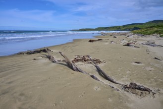 Ruhiger Strand mit Treibholz unter blauem Himmel und beruhigendem Meer, Kaka Point, Clutha