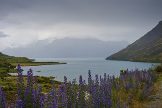 Malerische Aussicht mit einem See, lila Blumen und Bergen im Hintergrund, Lake Wanaka, The Neck,