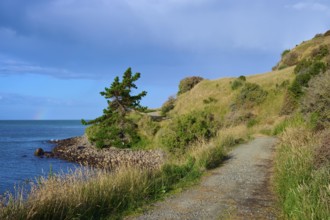 Ein Weg schlängelt sich entlang der Küste mit grasbewachsenen Hügeln, Moeraki, Hampden, North