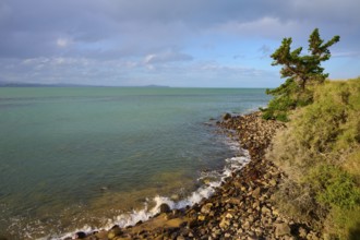 Felsen säumen die Küste, an der sich das Meer mit Bäumen mischt, Moeraki, Hampden, North Otago,