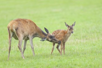 Adult red deer cow (Cervus elaphus) with calf standing in a meadow, licking fur from calf,