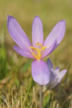 Autumn crocus (Colchicum autumnale), autumn crocus (Colchica) flower, wet meadow, autumn messenger,