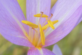 Autumn crocus (Colchicum autumnale), flower with yellow stamens, detail of stamens, wet meadow,