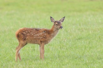 Deer calf (Cervus elaphus) standing in a meadow, wildlife, mammal, Forsthaus Hohenroth on the
