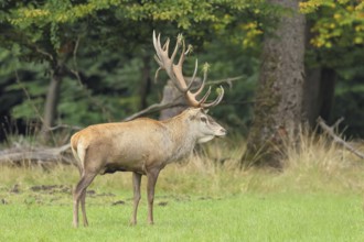 Red deer (Cervus elaphus) capital stag in a forest clearing during the rutting season, wildlife,