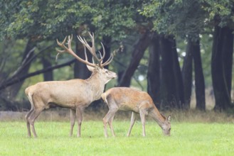 Red deer (Cervus elaphus), stag and hind in the rutting season, wildlife, mammal, Forsthaus