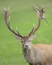Red deer (Cervus elaphus), head portrait, wildlife, mammal, Forsthaus Hohenroth on the