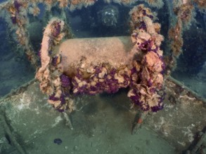Winch on a wreck, overgrown with algae and sea life. Dive site wreck of the Vis, Pula, Croatia,