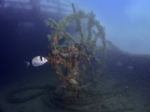 Algae-covered steering wheel of a wreck in the ocean, with passing fish. Dive site wreck of the