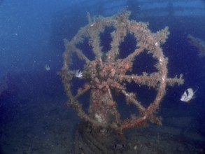 Old, algae-covered steering wheel of a wreck under water with fish. Dive site wreck of the Vis,