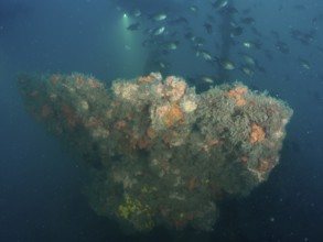 The railing of a shipwreck overgrown with algae and sponges, surrounded by a school of fish in the