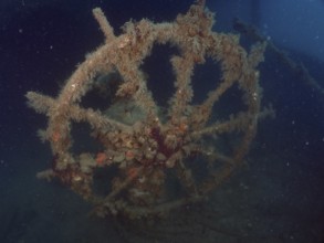 The steering wheel of an old wreck covered in darkness and overgrown with algae. Dive site wreck of