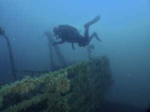 Diver floats above an overgrown wreck, exploring the depths of the sea. Dive site wreck of the Vis,