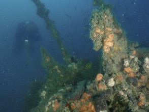 Diver explores sponges and algae on an old shipwreck under water. Dive site wreck of the Giuseppe