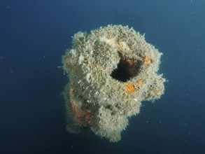 Mouth of a cannon overgrown with algae in blue sea water. Dive site wreck of the Giuseppe Dezza,