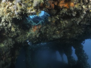 Underwater image of an overgrown wreck with a view of the interior. Dive site wreck of the Baron