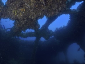 View through the overgrown structures of a shipwreck under water. Dive site wreck of the Baron