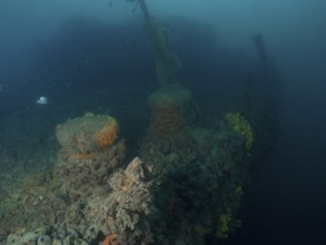 Underwater image of a coral-covered shipwreck in murky surroundings. Dive site wreck of the Baron