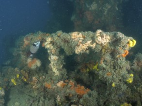 Railing of a shipwreck overgrown with algae and sponges, surrounded by dark blue water. Dive site