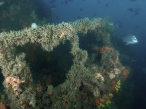 Railing of a shipwreck overgrown with algae and sponges, with a fish in a blue underwater landscape