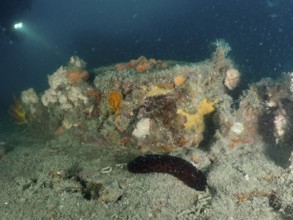 Dark underwater shot with a sea cucumber on a shipwreck. Dive site wreck of the Giuseppe Dezza,