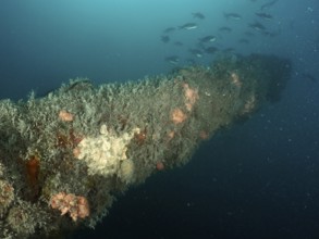 A school of fish swims past the overgrown cannon under water. Dive site wreck of the Giuseppe