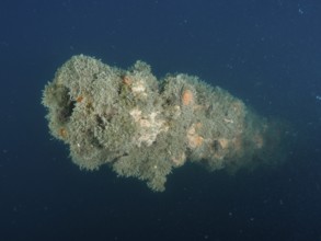 Algae-covered tube of a cannon in blue sea water. Dive site wreck of the Giuseppe Dezza, Pula,