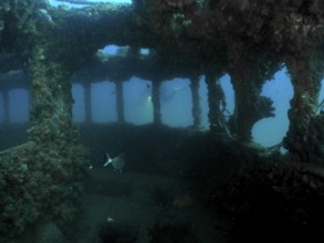 Fish swim through the windows of an overgrown shipwreck under water. Dive site wreck of the Baron