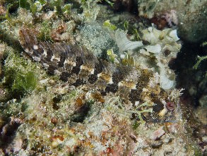 A camouflage-coloured fish, Tompot blenny (Parablennius gattorugine), rests on algae in the marine