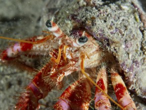 Detailed close-up view of Red Hermit Crab (Dardanus calidus) on the seabed. Dive site House Reef,