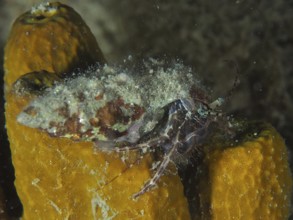 Striped hermit crab (Pagurus anachoretus) crawling on a yellow sponge in the sea. Dive site House