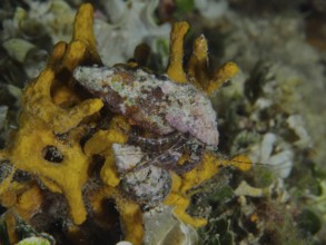 Striped hermit crab (Pagurus anachoretus) on yellow sponges in the sea. Dive site House Reef,