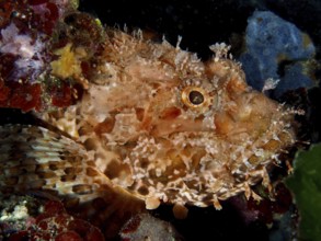 Close-up of red scorpionfish (Scorpaena scrofa), sea sow, with detailed skin texture underwater.
