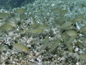 A shoal of goldfish (Sarpa salpa) swims close to the seabed. Dive site Fraskeric, Stoja, Pula,