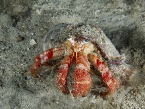 A Red Hermit Crab (Dardanus calidus) moves slowly across the sandy seabed. Dive site House Reef,
